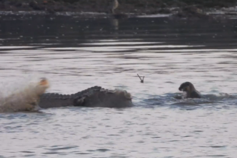 Scuffle between crocodile and otters captured on video in Sungei Buloh ...