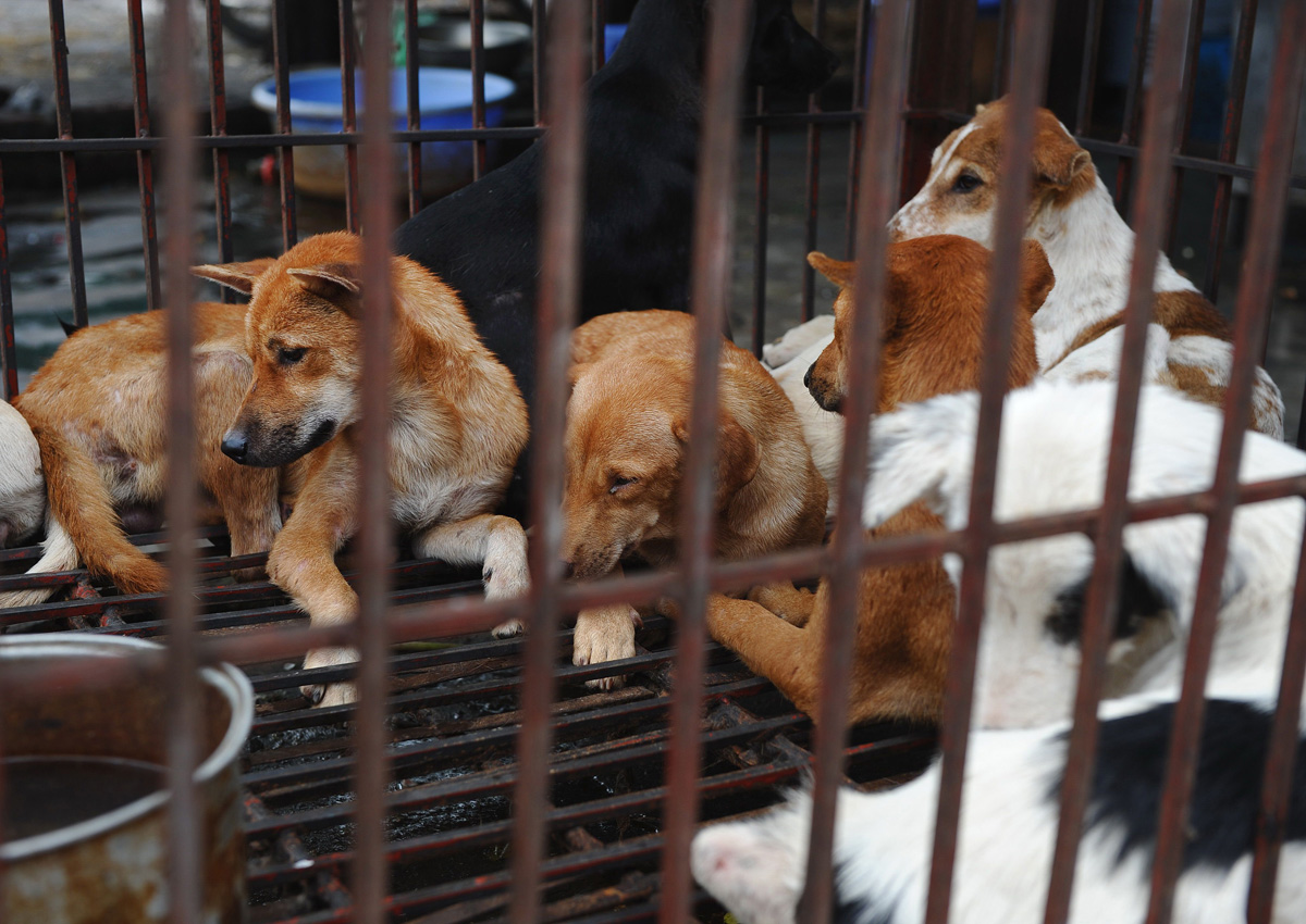 Hanoi urges residents to stop eating dog meat, Asia News - AsiaOne