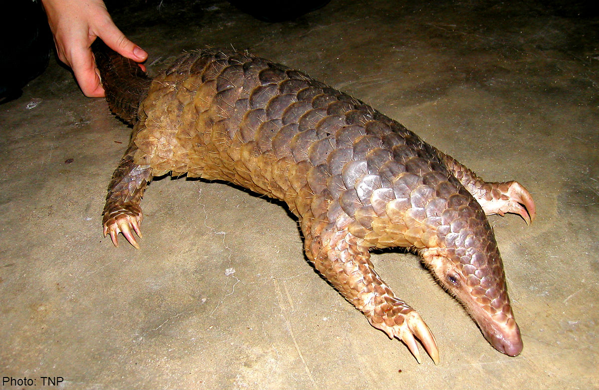 Asians eating scaly anteaters to extinction: conservationists, News