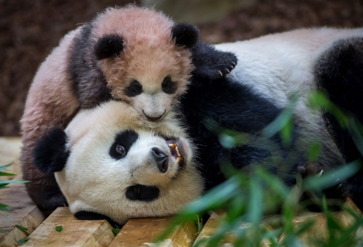 Pandas' black eye circles turn white in Chengdu, China News - AsiaOne