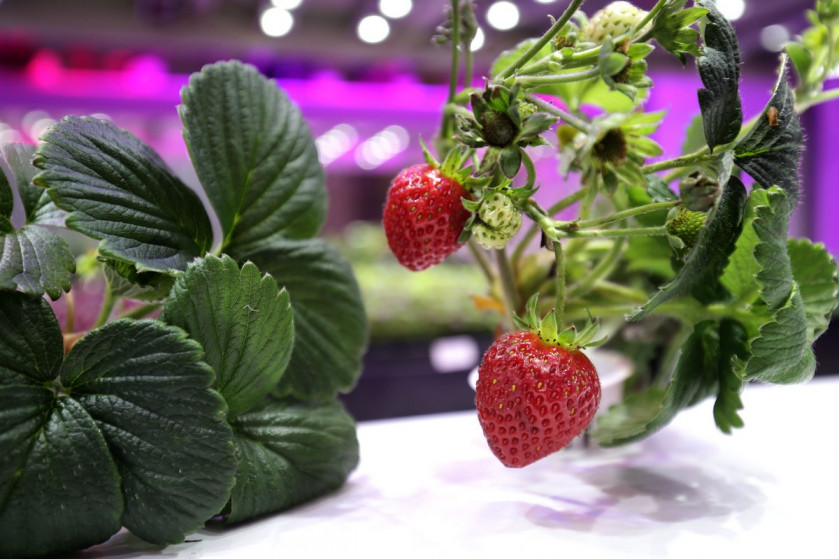 Strawberries Grown In Singapore Vertical Farm Make Debut | AsiaOne