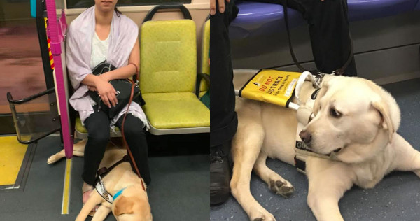 are dogs allowed on buses singapore
