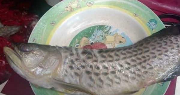 arowana pet