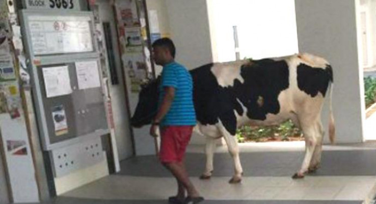 [Image: cow_main.jpg?itok=0dQhfP9U]