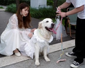 Puppy love: Canine weddings on the rise in fast-ageing China