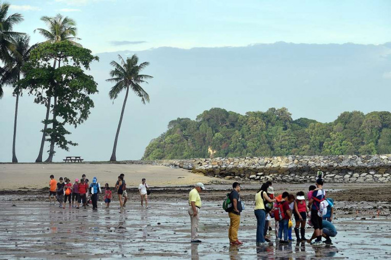 Conservation boost for Sisters' Islands, Singapore News - AsiaOne