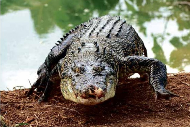 Shaman Eaten By Crocodile