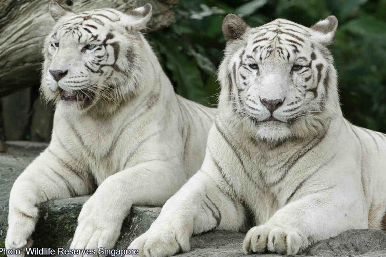 Singapore Zoo's Winnie the white tiger dies at age 14, Singapore News