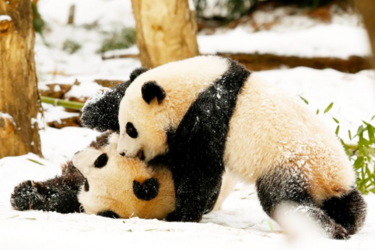 animal age converter panda