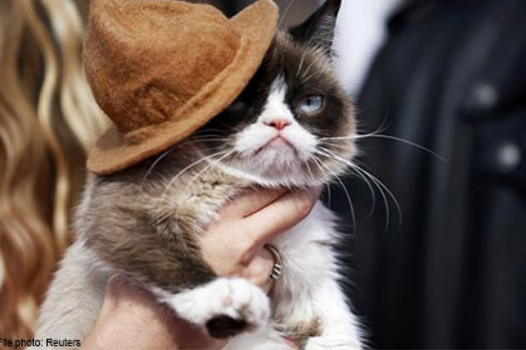 Grumpy Cat Makes Owner 132 Million News Asiaone