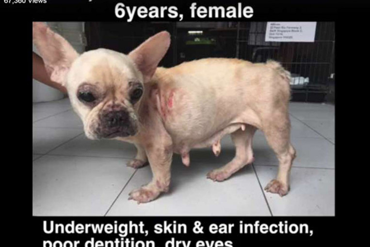 Dogs with broken jaws and skin conditions seen in video by animal