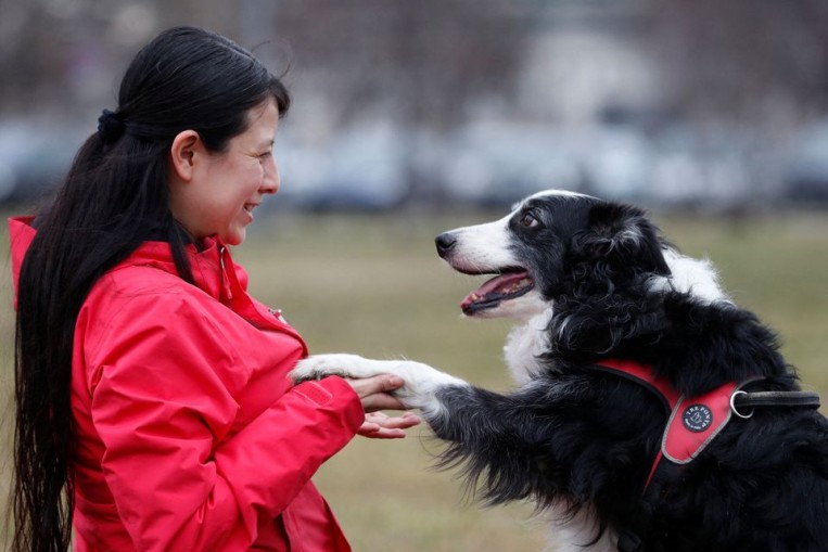 Que? Dogs' brains can tell Spanish from Hungarian, study finds, World News - AsiaOne