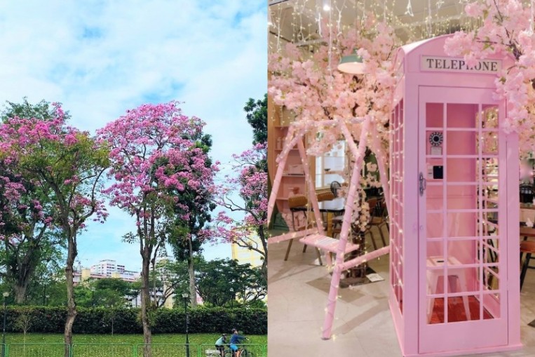 pink solar blossom tree