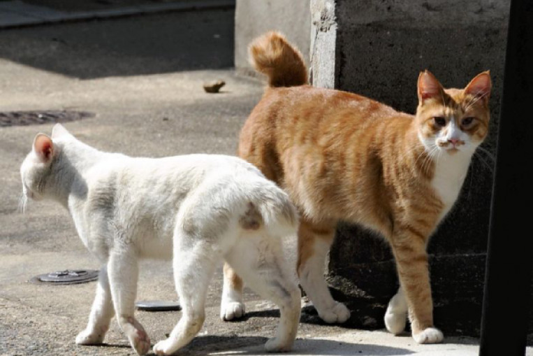 lucky cat university