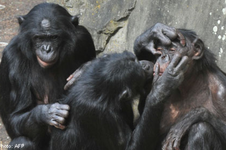 Study hints at human-ape emotional similarities, News - AsiaOne