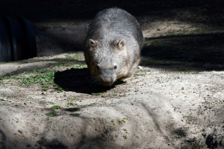 Aussie Policeman Investigated Over Wombat Stoning World News Asiaone