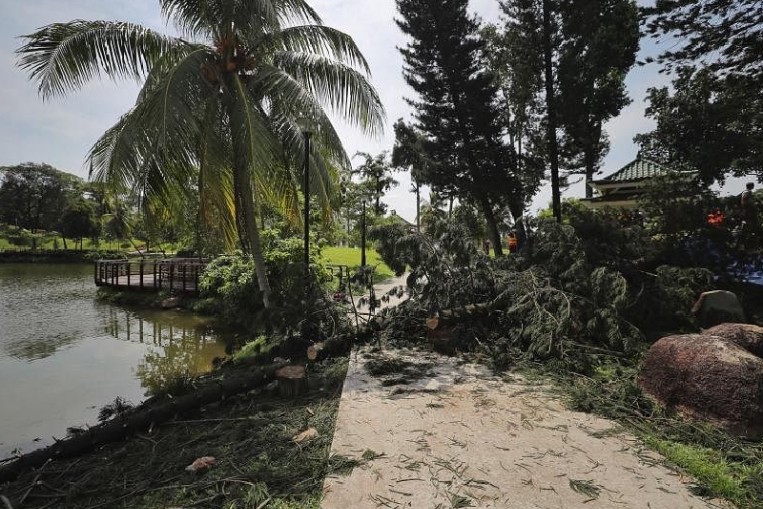 Couple Tried To Lift Tree That Fell On Woman In Marsiling Park But