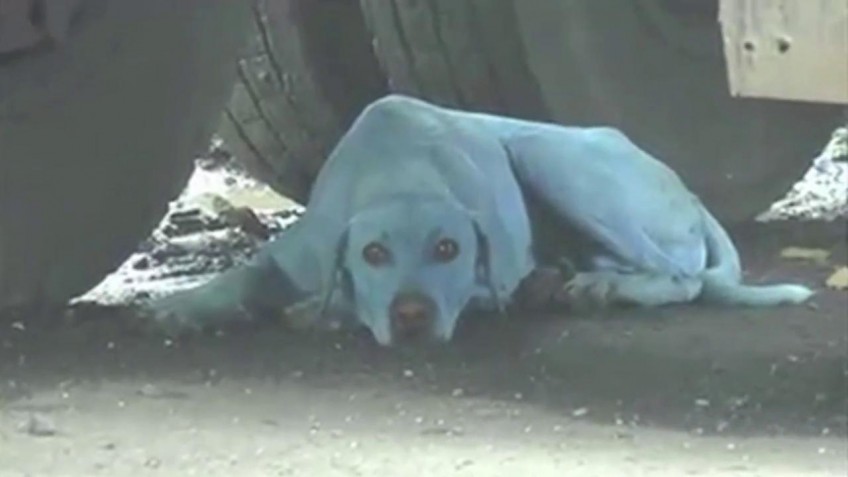 why are there blue dogs in mumbai