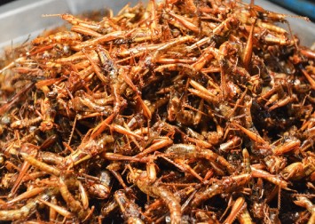 Stir-fried grasshoppers for dinner? Consumption of insects may soon be ...