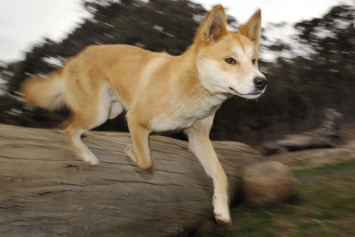 Lost Puppy Found in Australia Is Actually Rare Dingo, DNA Test